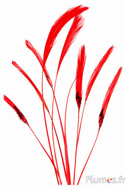 Fasan Lady Armherst - 20-23 cm - rot-schwarz